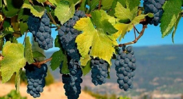 Jak lze rozpoznat odrůdu vinné révy podle vzhledu listů a chuti plodů?